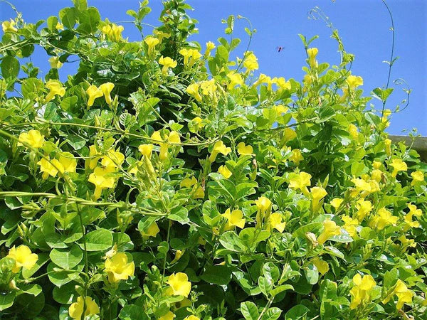 Yellow Bell Climber, Mandevilla Splendens