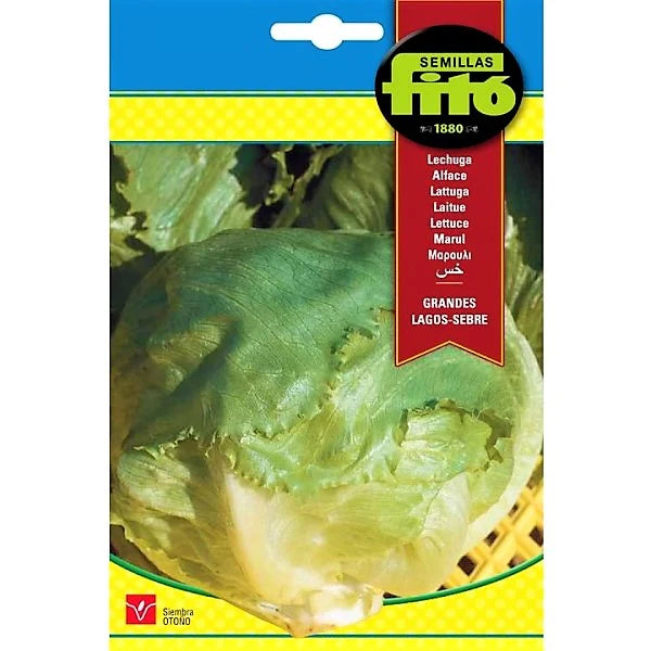 Lettuce Grandes Lagos Sebre Seeds
