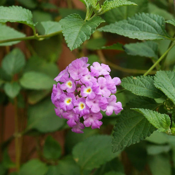 Lantana Montevidensis Purple, Trailing lantana