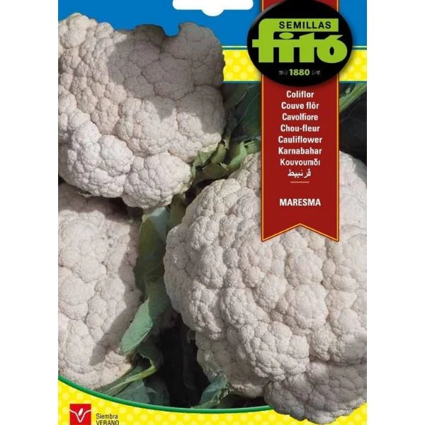 Cauliflower Maresma Seeds