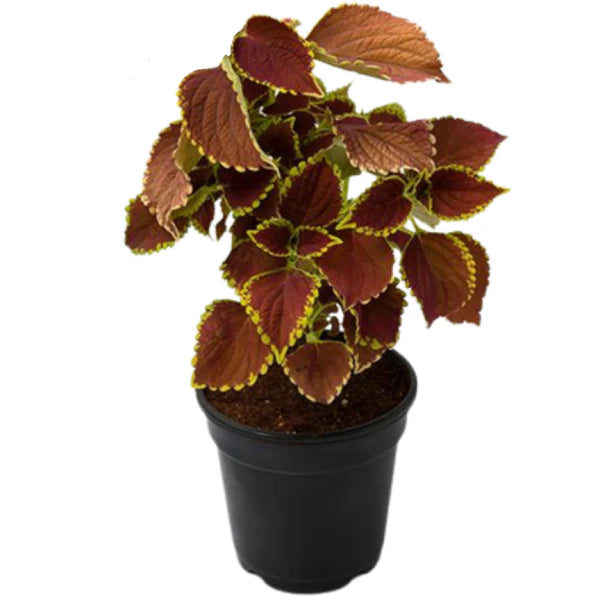 Coleus Mix per piece (small)