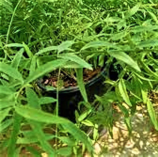 Miswak Plant, Salvadora persica, Toothbrush Tree