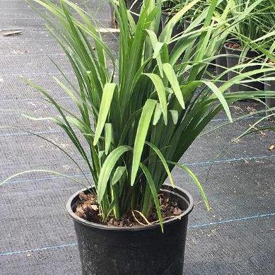 Liriope Muscari, Lilyturf