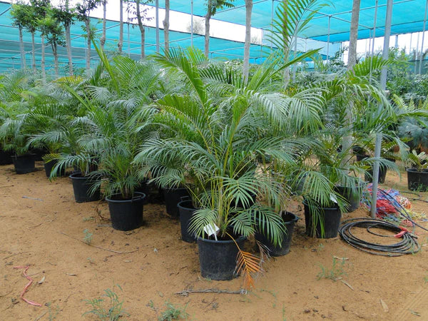Areca Palm, Chrysalidocarpus lutescens (Indoor)