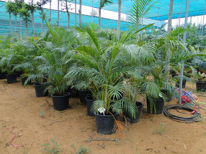 Areca Palm , Chrysalidocarpus lutescens (Outdoor)