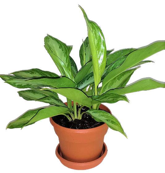 Aglaonema Silver Queen, Chinese Evergreen Plant