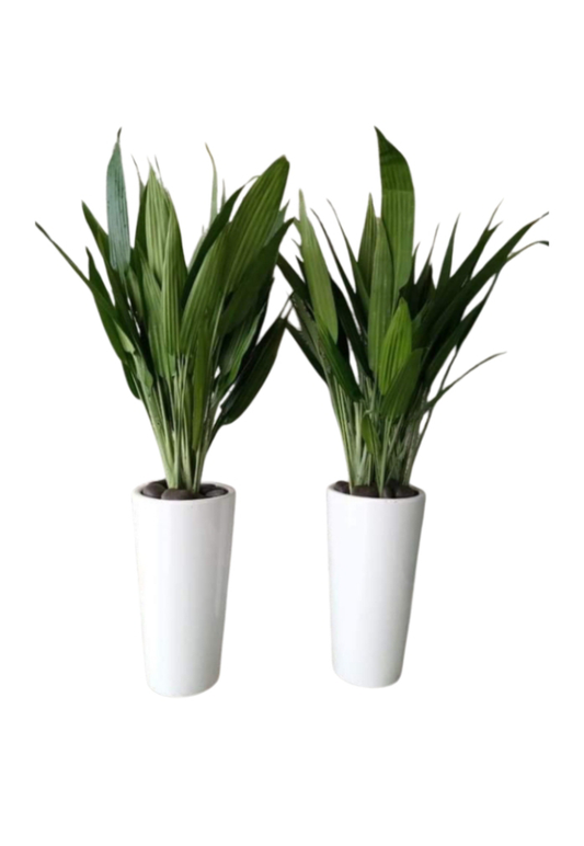 ASPIRADAS 2 Plants with Ceramic Pots (white-black)