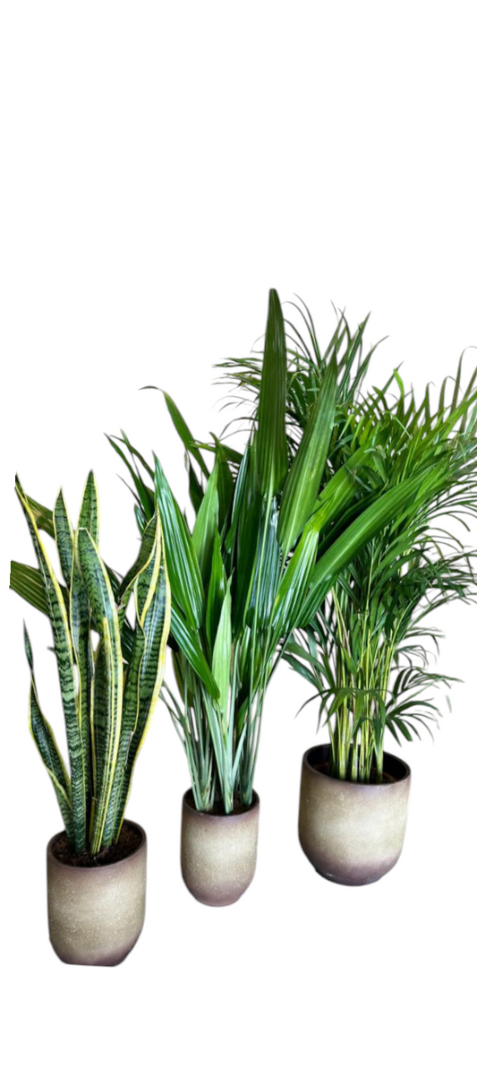 3 Air Purifying Bedroom Bundle in Ceramic Pots