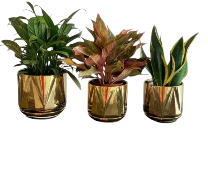 3 Office Indoor Plant Air Purifying Bundle in Gold