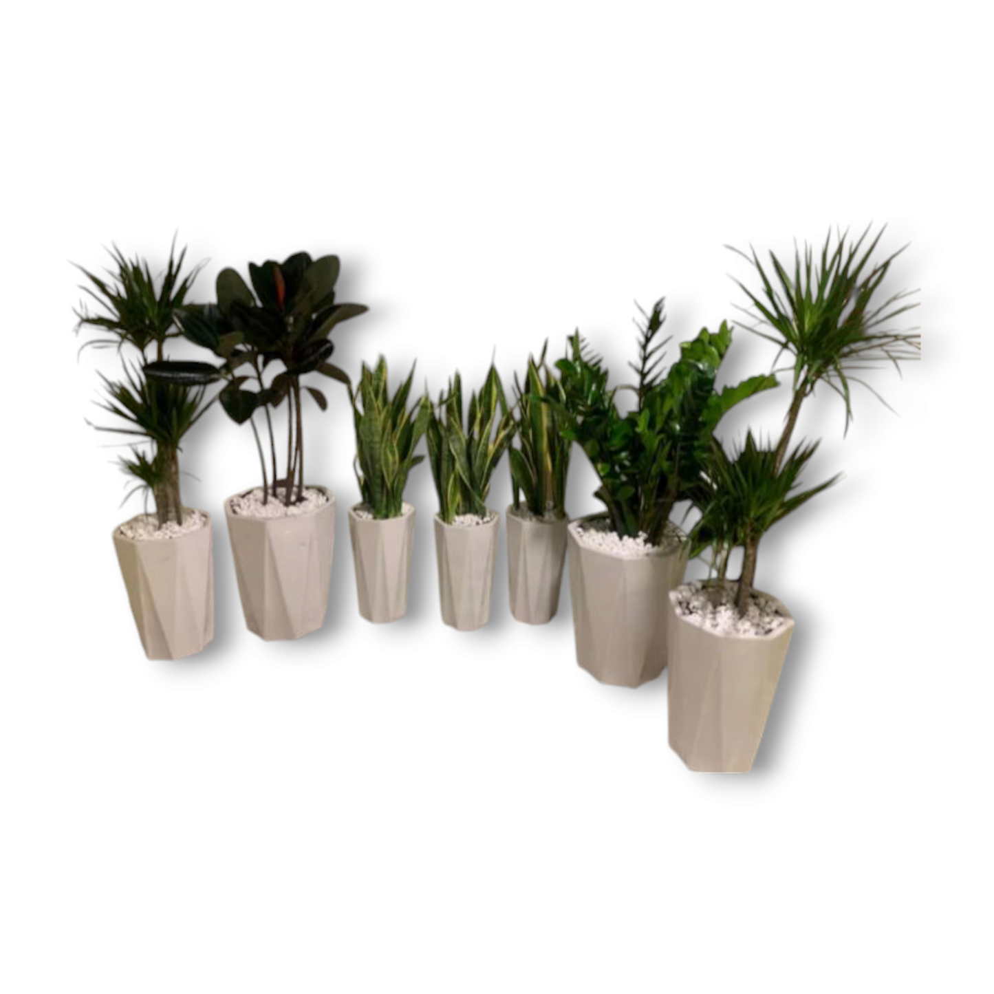 7plants Air Purifying Plants (7pcs) Bundle Deal