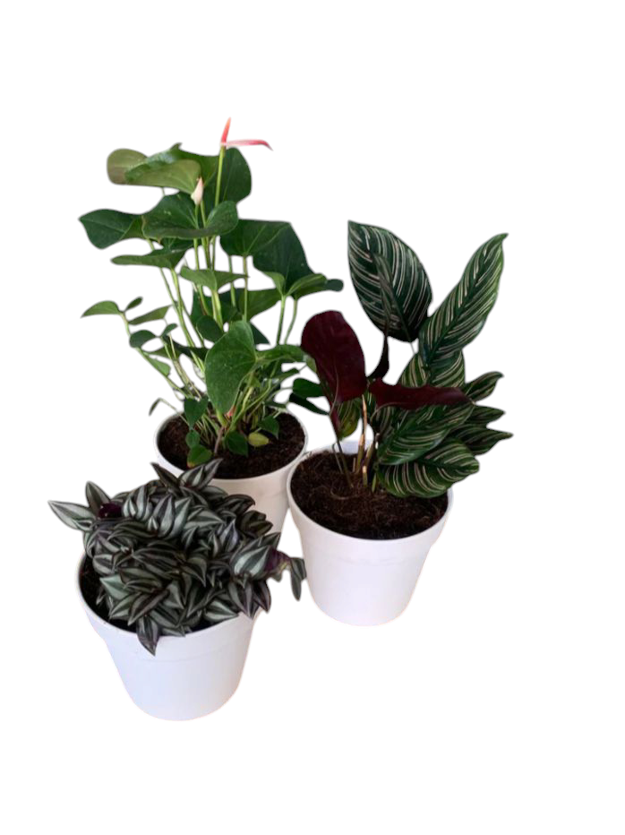 Air Purifying Bundle 3plants with Ceramic Pots