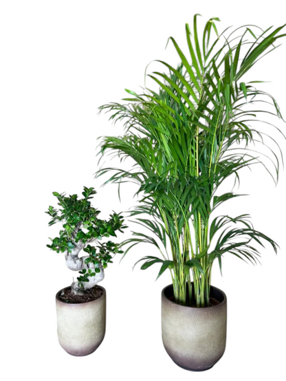 Areca and Bonsai Bundle in Beige Ceramic pot