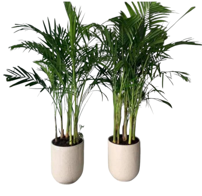 Areca Palm indoor 2 Plants with Ceramic (white-black)