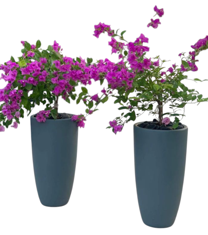 Bougainvillea Alexandra  purple  Bundle in Long Ceramic Pots (WHITE-BLACK-OTHER COLORS)