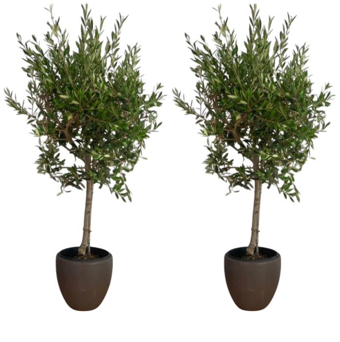 Bundle Olive 2 Plants with Ceramic Pots