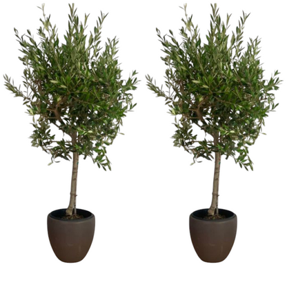 Bundle Olive 2 Plants with Ceramic Pots
