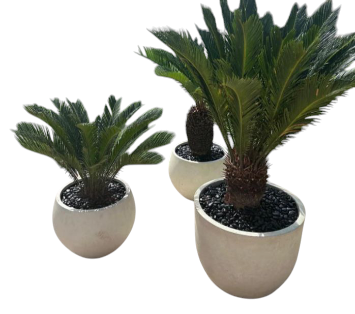 Outdoor Bundle 3 Sago Palm Premium in Fiber Pots