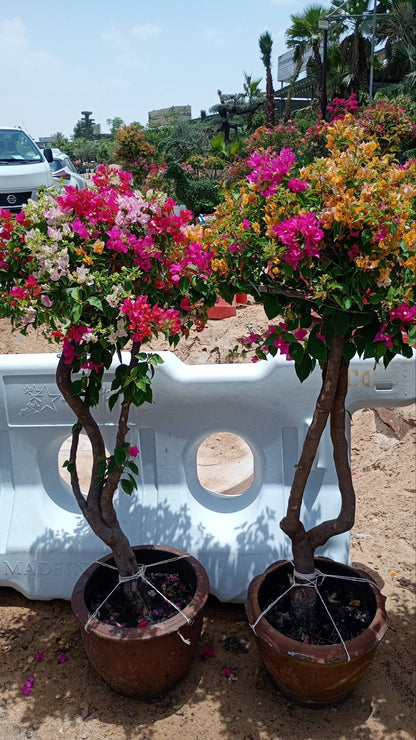 Bogainvellia one head 2 plants Bundle