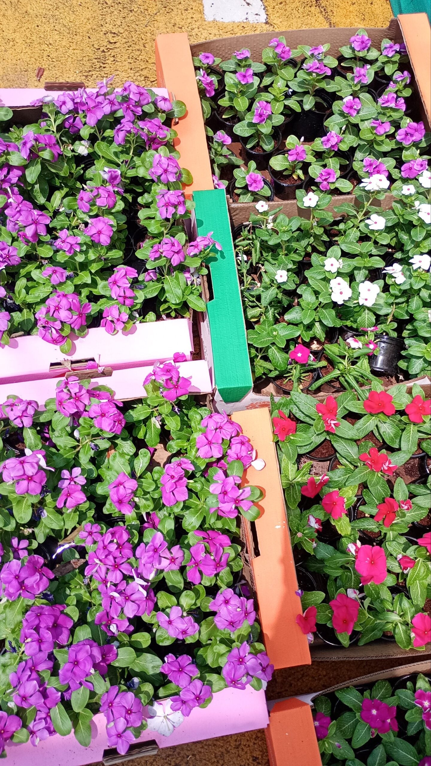 Vinca Flowers mix 5 Full Box Bundle