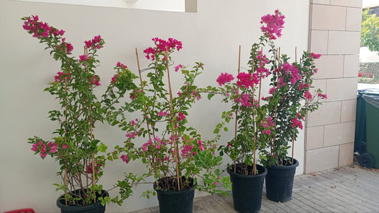 Bogainvellia Dark Pink 4 plants Bundle