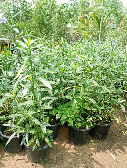 Ruellia wild Petunia 6liter Pot