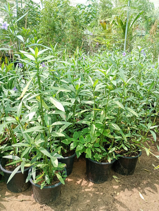 Ruellia wild Petunia 6liter Pot