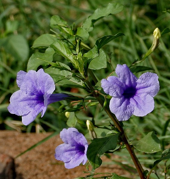 Ruellia wild Petunia 6liter Pot