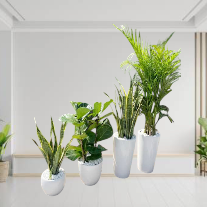 Indoor 4 plants Bundle in White Ceramic pots