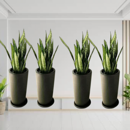 Snake Plant 4 Plants Bundle in Long Black Ceramic Pots