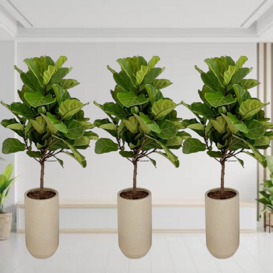 Ficus Lyrata 3 Plants Bundle in White Ceramic pots