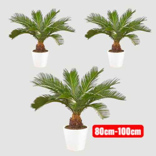 Cycas Revoluta, Sago Palm, outdoor 3 plants bundle white ceramic pot