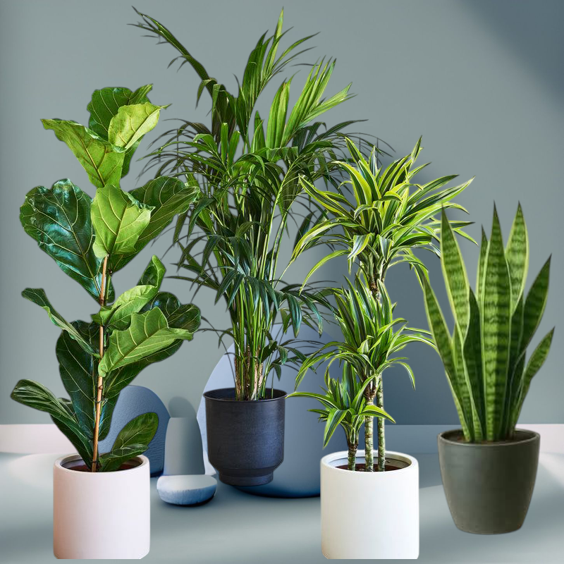 Indoor best 4 plants Bundle in ceramic pots