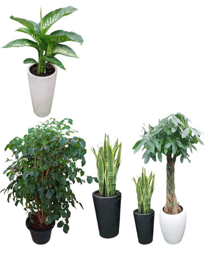 Indoor 5 plants bundle in ceramic pots best deal