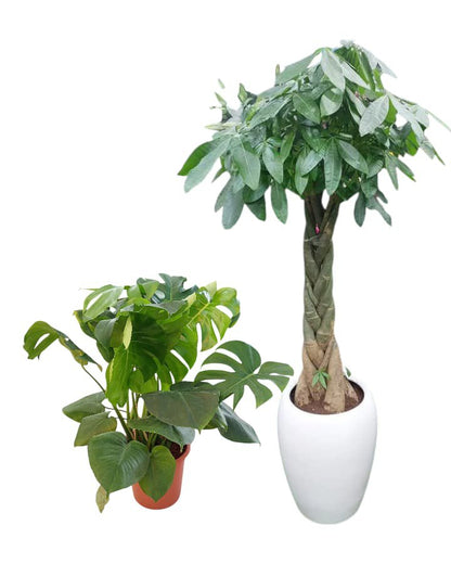 Indoor Holland plants Bundle in ceramic pots