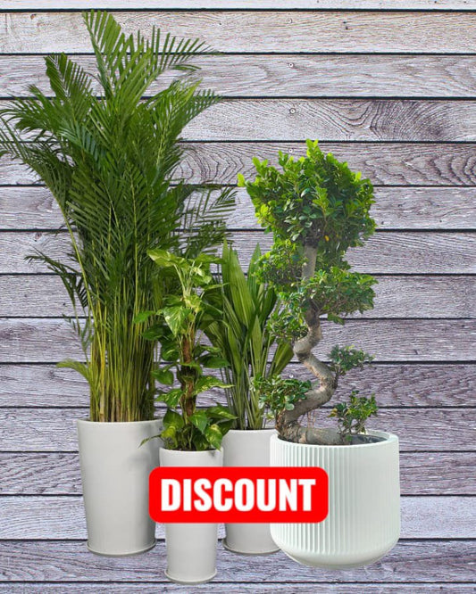 Indoor 4 plants Bundle in Long ceramic pots