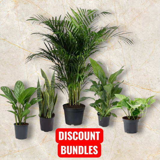 5 Indoor Plant Pack - Areca Palm, Fiscus Elastic Rubber Plant, Peace lily, Snake Plant, Golden Money Plant