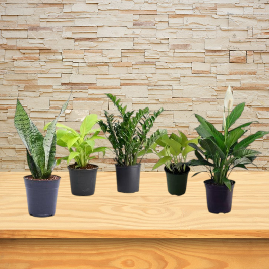 5 Indoor Plant Bundle - Green Money Plant, Green Peace Lily, zz Plant, Snake Plant, Syngonium Plant