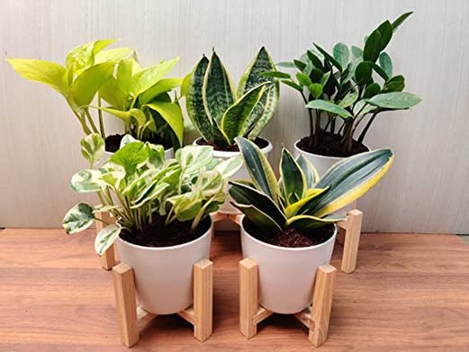 Ultimate 5 Air-Purifying Plants Combo - Snake Plant, ZZ Plant, Golden Money Plant, Money Plant