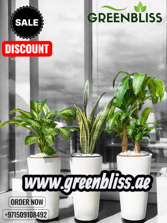 Indoor 3 plants bundle in long ceramic pots