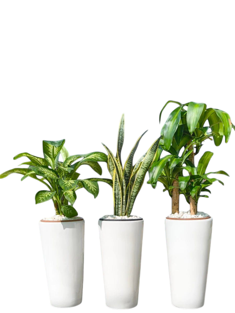 Indoor 3 plants bundle in long ceramic pots