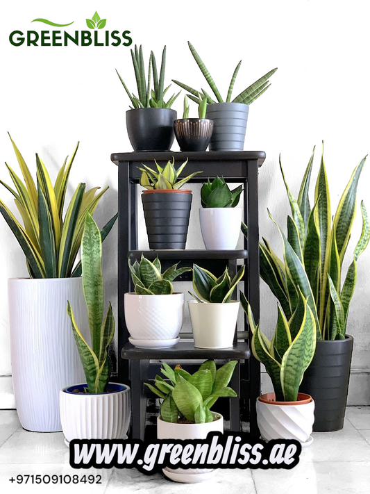Snake plant indoor 11 family Bundle in ceramic pots (Low maintenance)