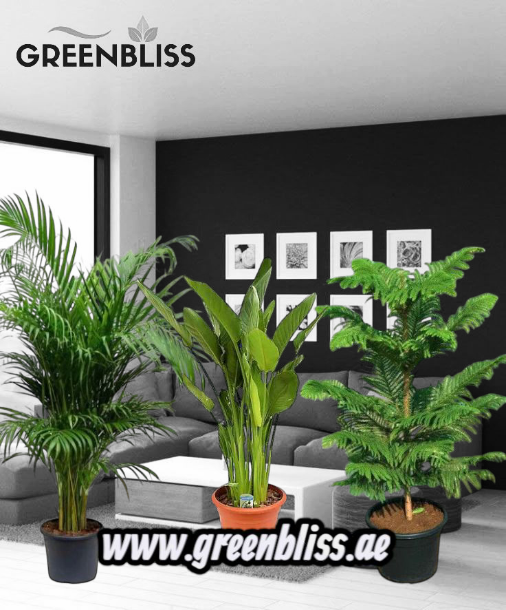 Indoor Air-Purifying 3 plants bundle in default plastic pots