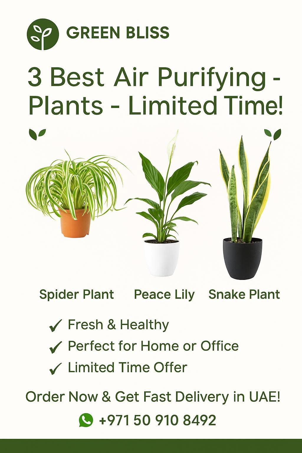 Best Indoor Air-Purifying bundle 3 plant in ceramic pots