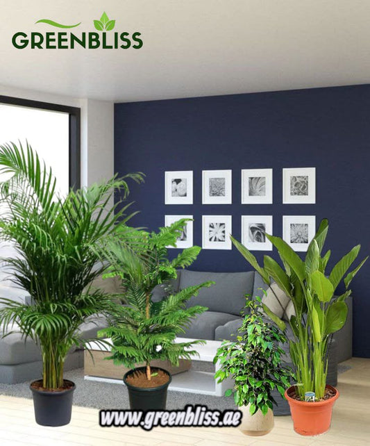 Indoor Best 4 Plants Bundle in default plastic pots