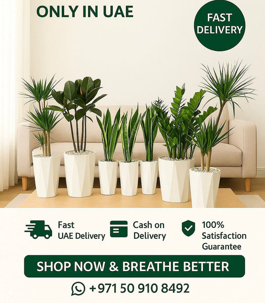 7 Best Air Purifying Plants Bundle Deal in ceramic pots
