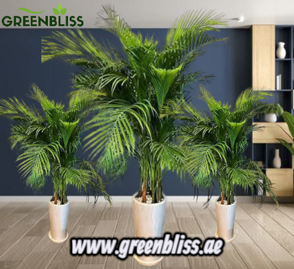 1 Large  2 Medium (3pcs) in Beige/white Ceramic Pots Bundle