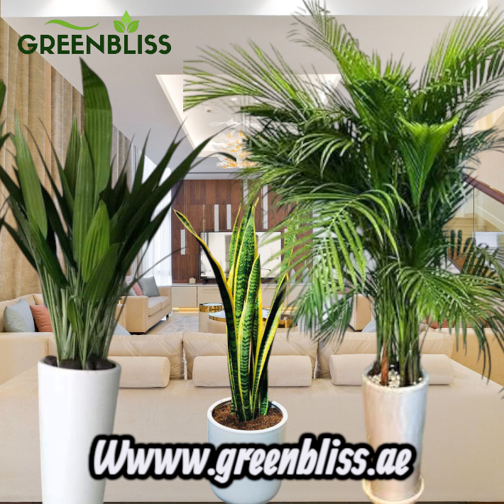 3 Air Purifying Bedroom Bundle in Ceramic Pots