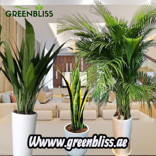 3 Air Purifying Bedroom Bundle in Ceramic Pots