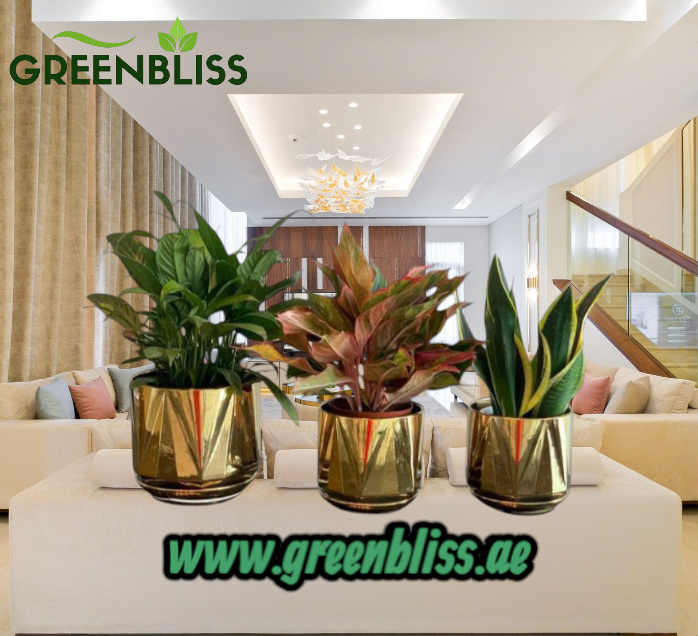 3 Office Indoor Plant Air Purifying Bundle in Gold