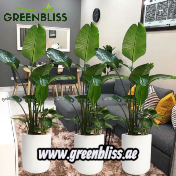 3pcs Birds of Paradise Bundle in Fiber Pots